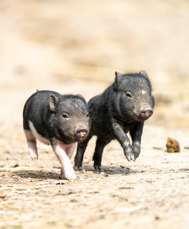 Malacok és tanyasi állatok a Nomád Bár állatkertjében
