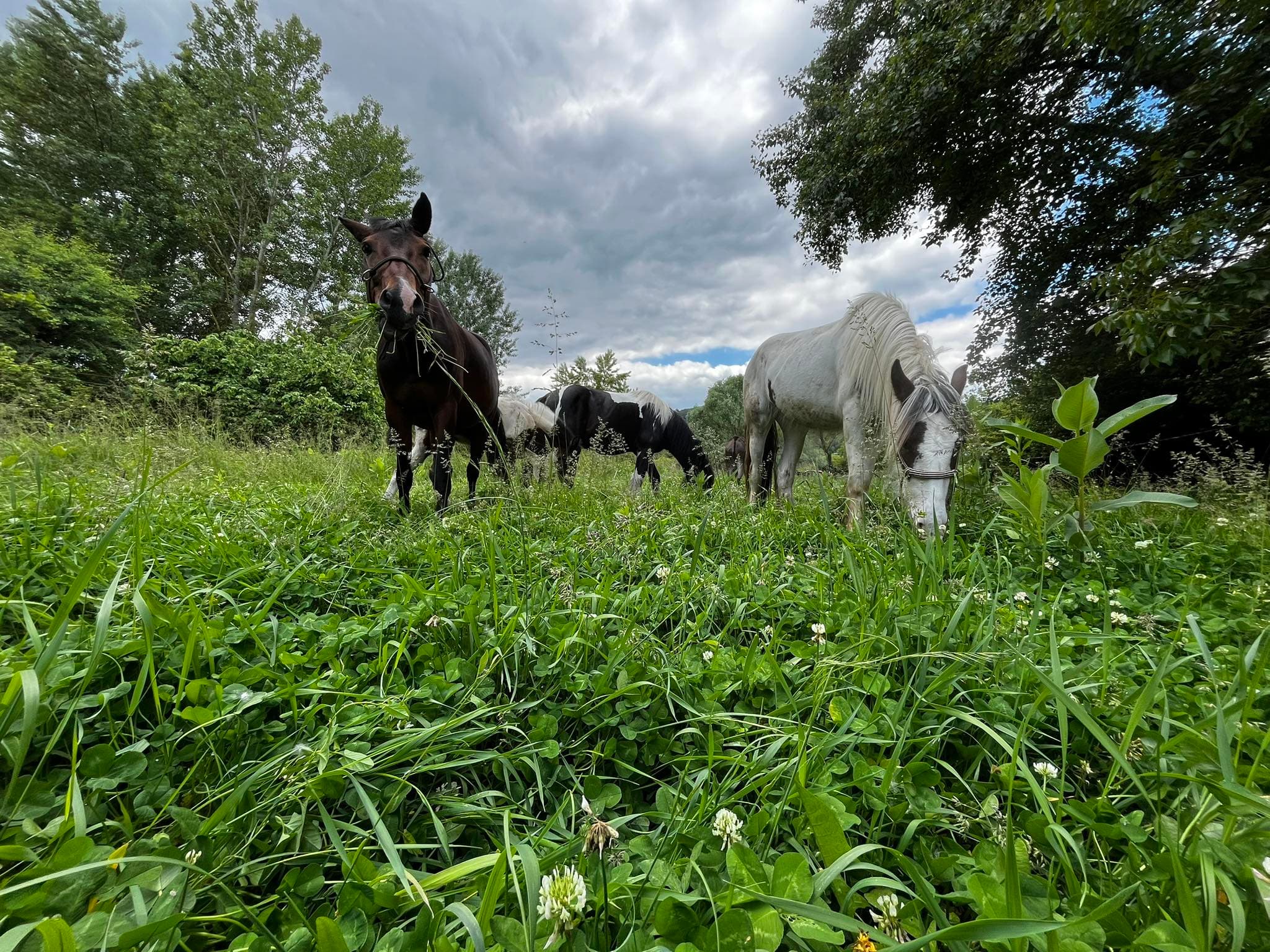 Lovas edzések a Nomád Bár lovasudvarában