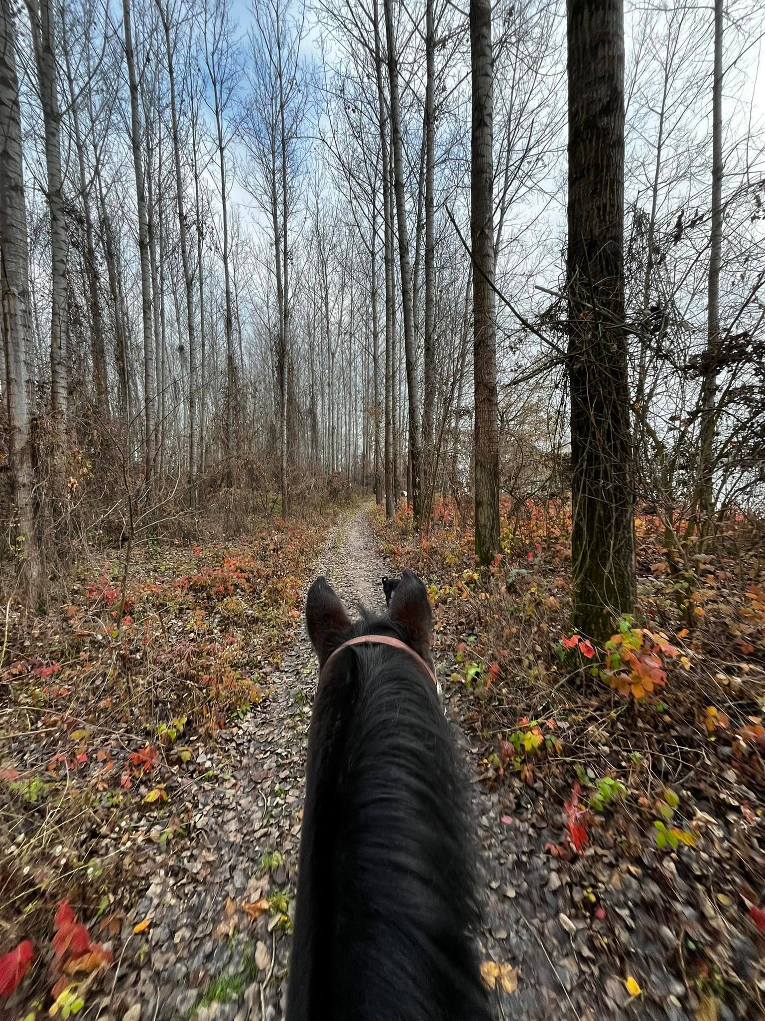 Lovastúrák, sétalovaglások 1